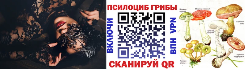 где найти   Карачаевск  Псилоцибиновые грибы GOLDEN TEACHER 